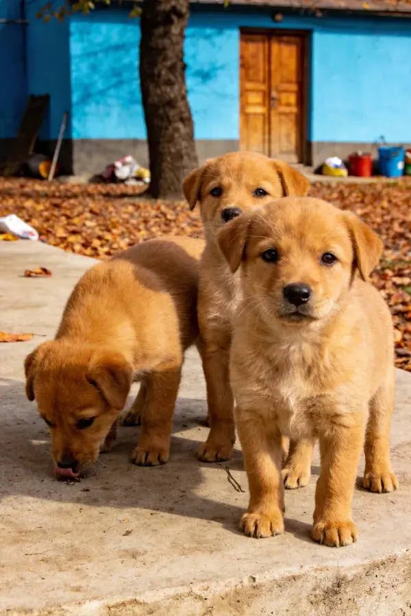 青蓝房屋前的短毛家犬群像