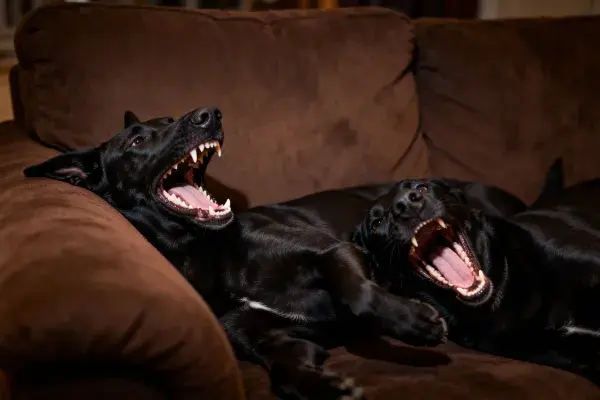 拉布拉多猎犬在棕色沙发上的特写