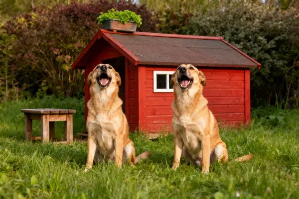 金毛寻回犬在红色木屋前的草地场景