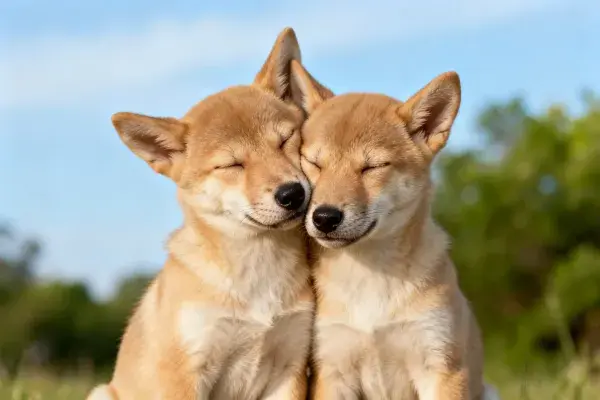 澳洲野犬幼崽亲昵互动特写