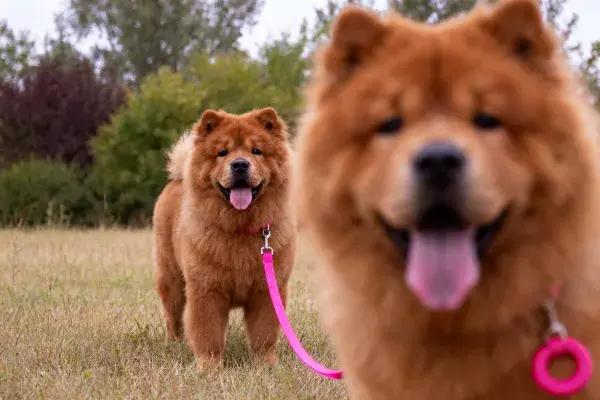 草地上的獒犬漫步场景