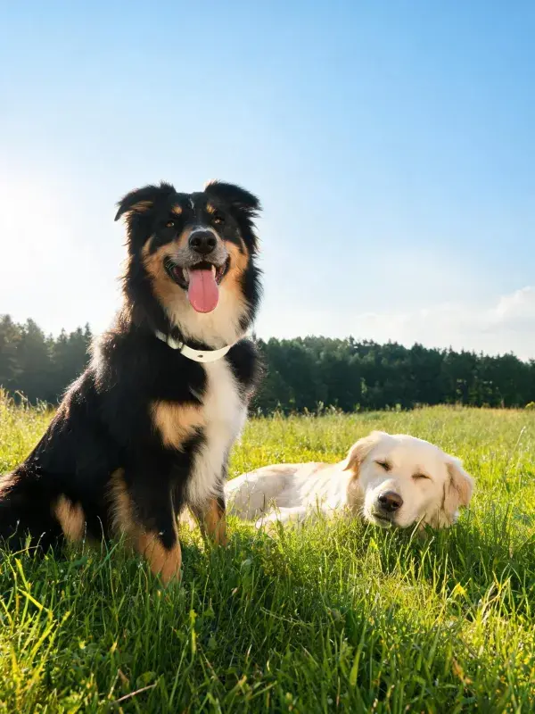 草地上的边境牧羊犬与金毛寻回犬的休憩瞬间
