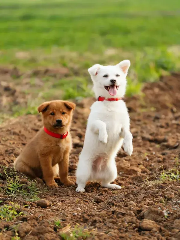两只幼犬在泥土场地互动场景