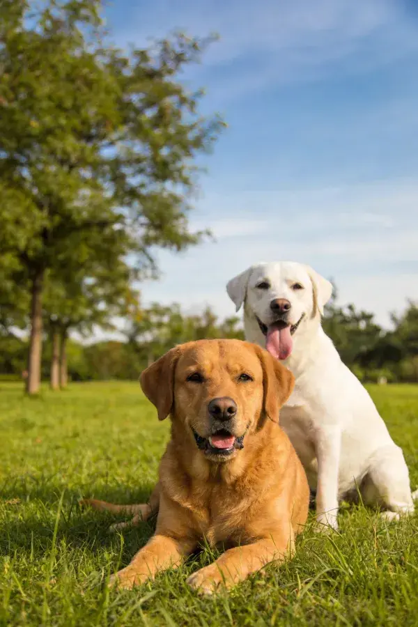 两只拉布拉多猎犬在草地上休息