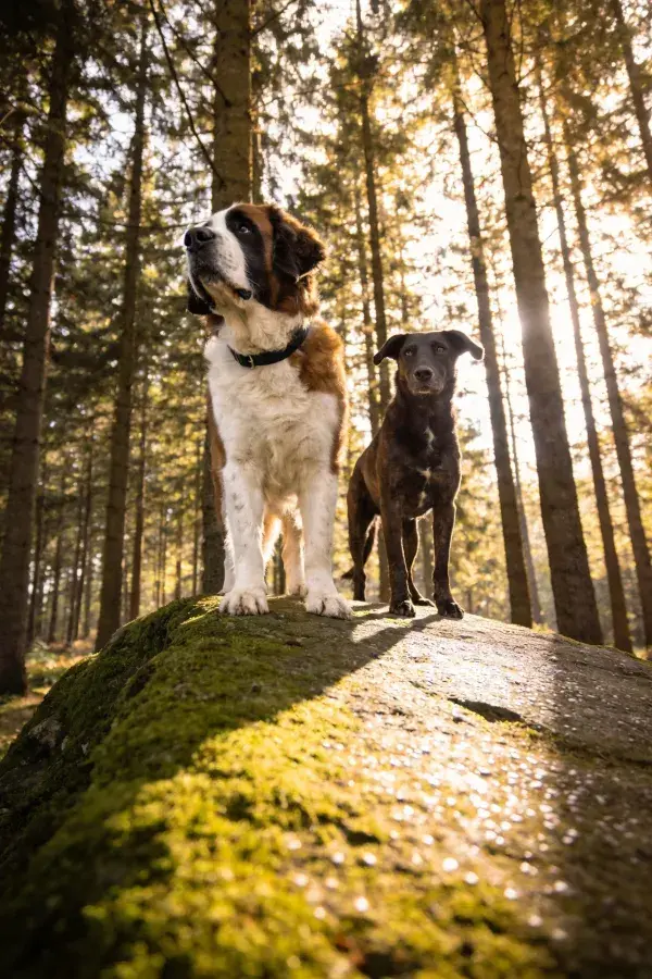 阳光下岩石上的圣伯纳犬与小型犬特写