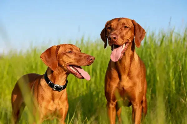 维兹拉犬在草地的状态捕捉