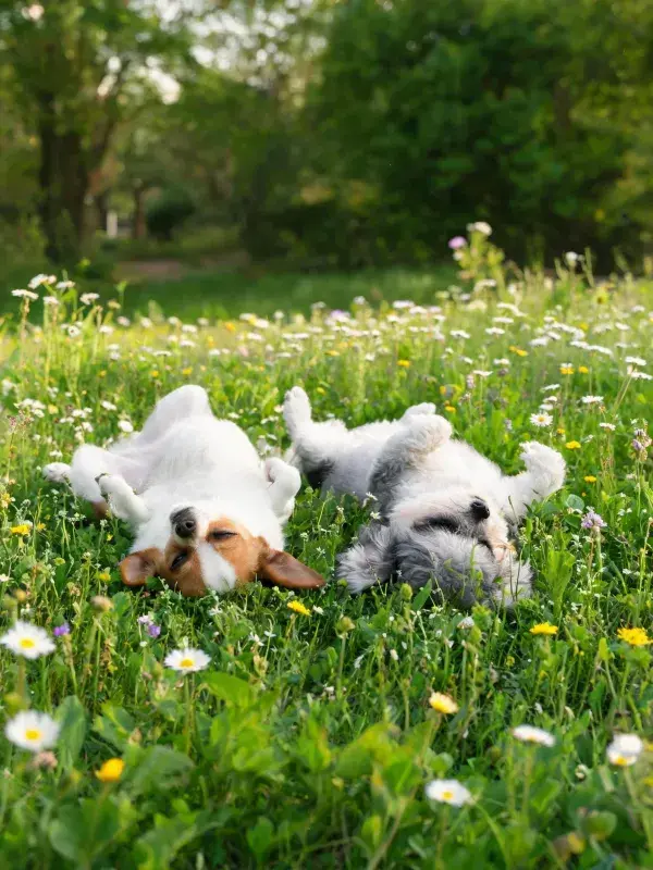 草地中两只小型犬的放松场景