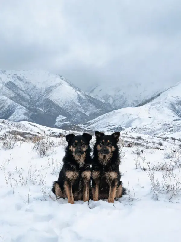 雪地中并排而坐的黑棕色混种犬