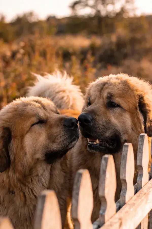 高加索犬在木栅栏旁的互动场景