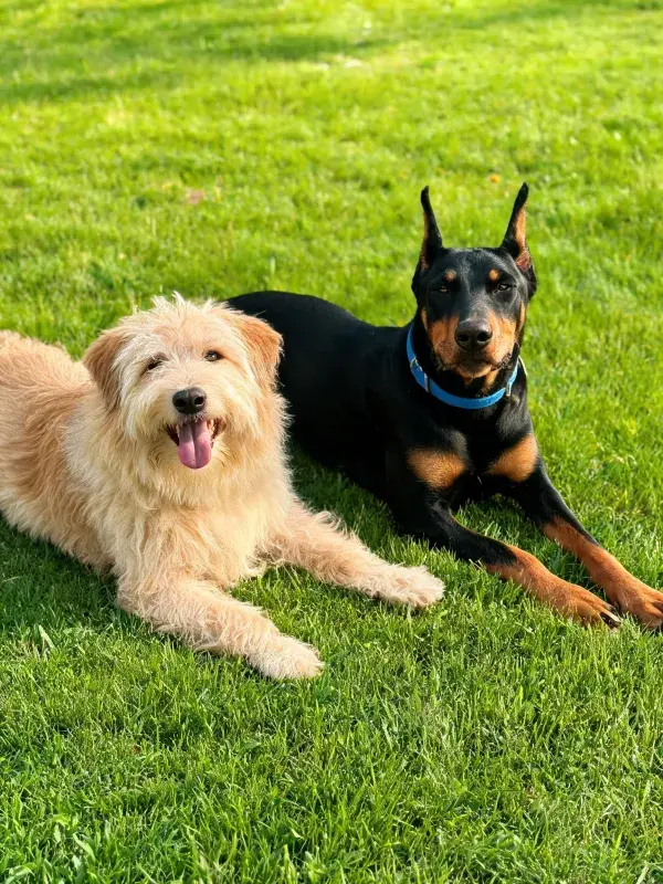 阳光下草坪上的杜宾犬与长毛混种犬