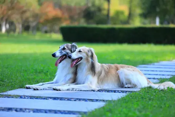 阳光草坪上的俄罗斯狼犬休憩场景