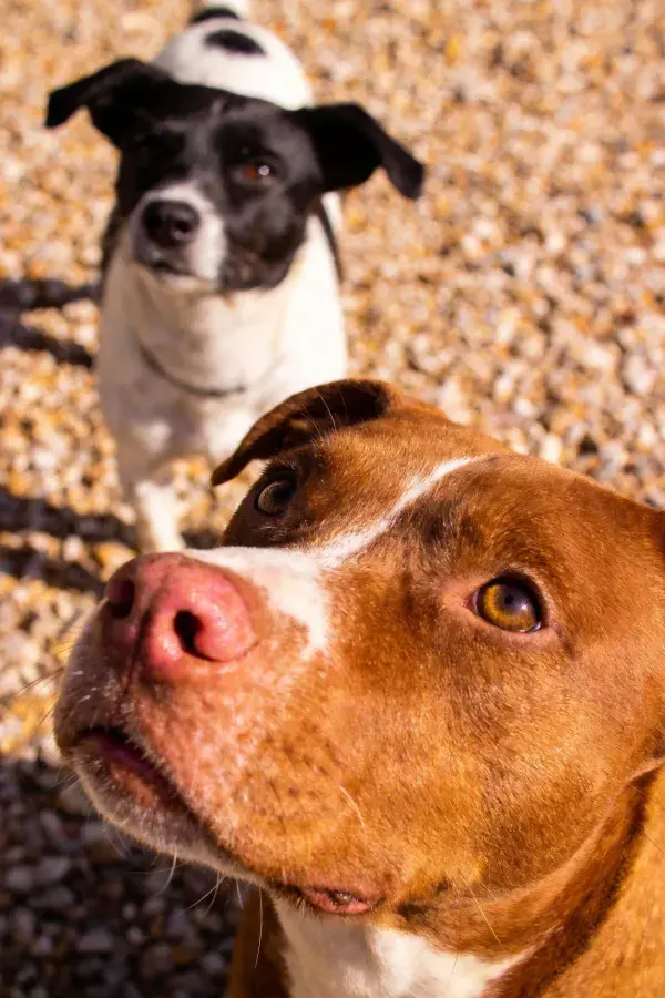 比特犬近景观察于碎石路面