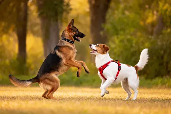 阳光草地上的德国牧羊犬互动场景