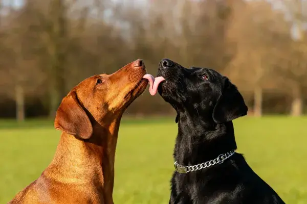 户外草坪上的拉布拉多猎犬与指示犬互动场景