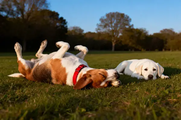 草地上的英国史宾格犬与拉布拉多犬幼崽