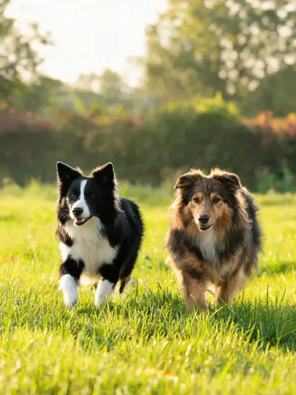 草地中黑白设得兰与边境牧羊犬奔跑