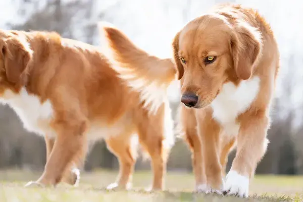 户外草地上的金毛寻回犬幼犬特写