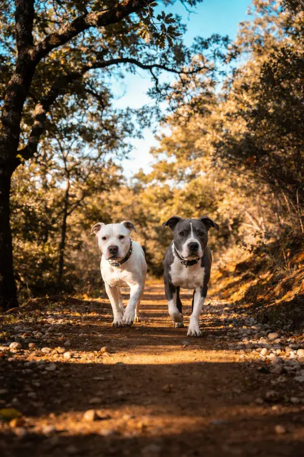 林间土路上两只美国斯塔福梗犬行走