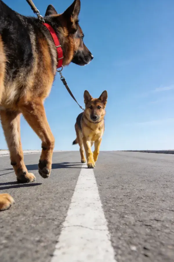公路上两只德国牧羊犬行走场景
