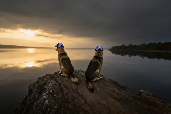 湖边岩石上的德牧犬戴帽休憩场景