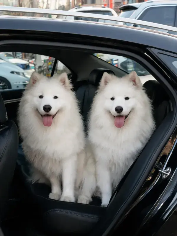 车内两只萨摩耶犬的特写场景