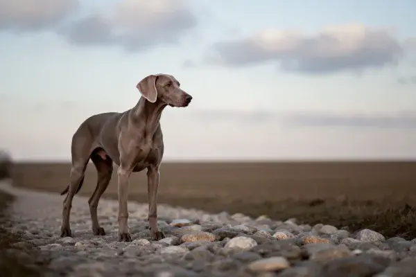 威玛猎犬站在碎石路上