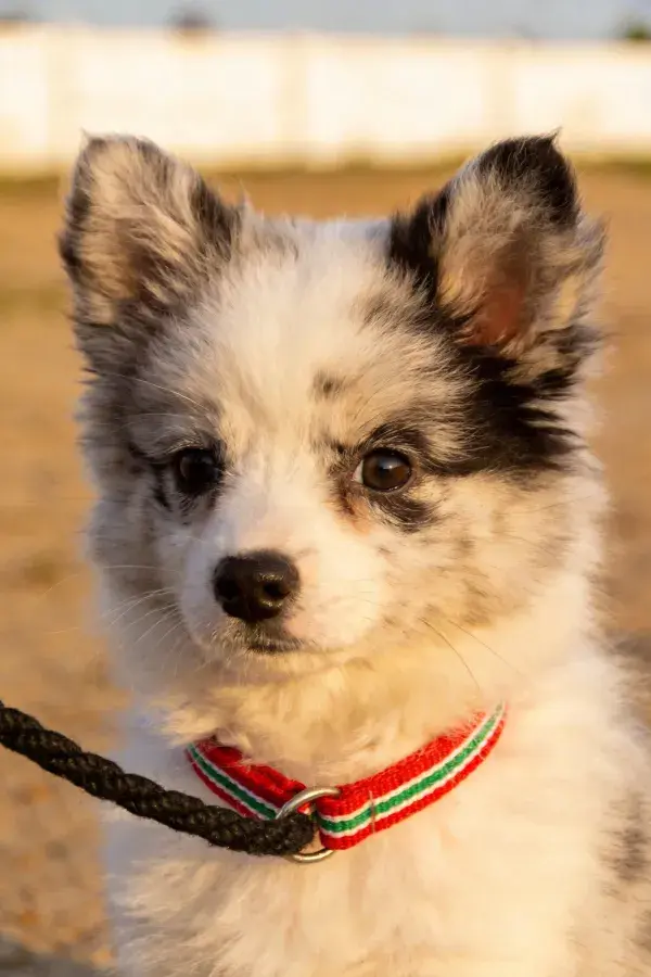 阳光下黑白毛色的小型长毛犬特写