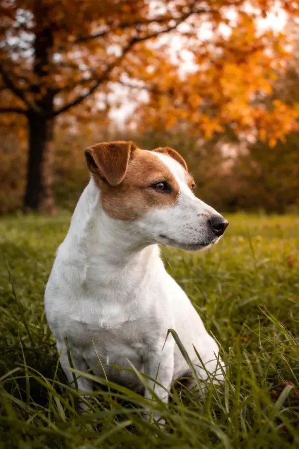 秋日草地上的白棕相间杰克罗素梗犬