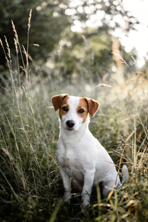 草地阳光下的杰克罗素梗犬