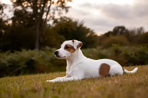 草地上的白色斑纹杰克罗素梗犬安静趴卧