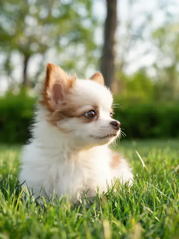 阳光草地上的吉娃娃幼犬