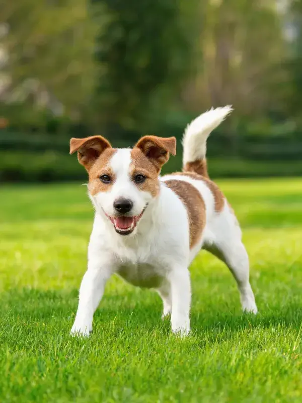 绿地草坪上的杰克罗素梗幼犬