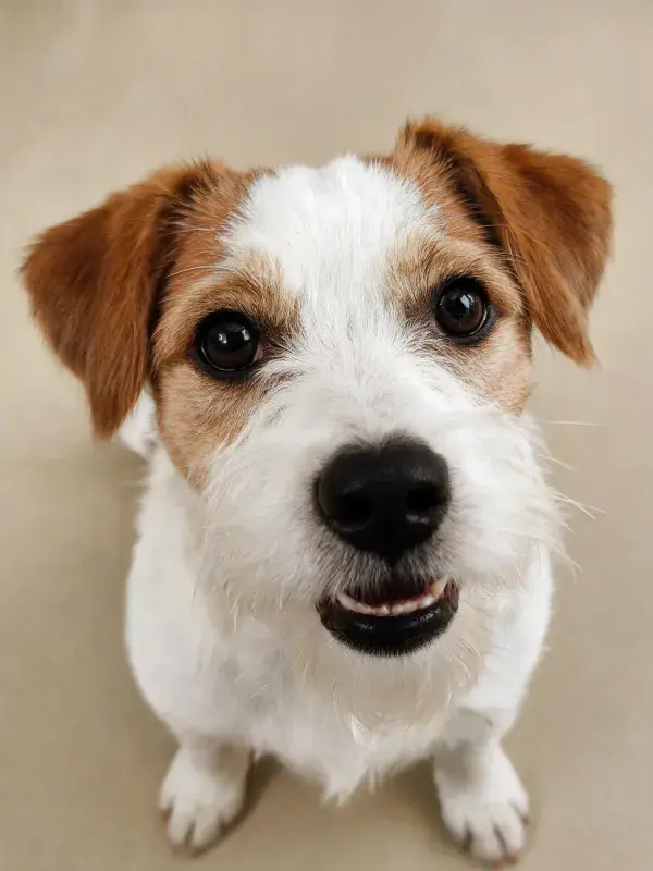 杰克罗素梗犬近距离仰视特写