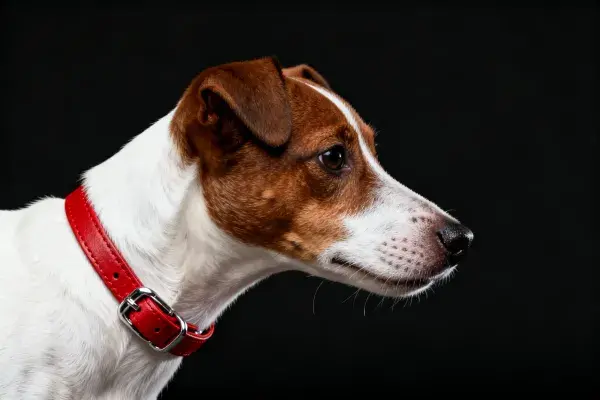杰克罗素梗犬侧头凝视