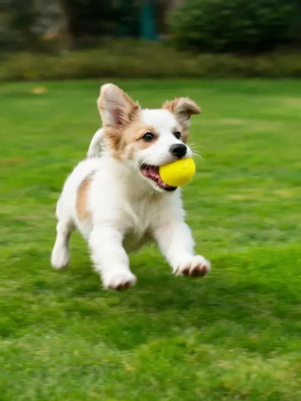 草地奔跑携球的幼犬瞬间