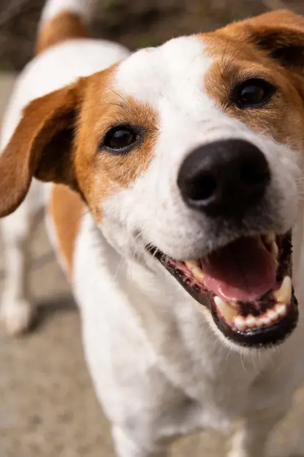 露天场地中白棕相间猎犬的近景