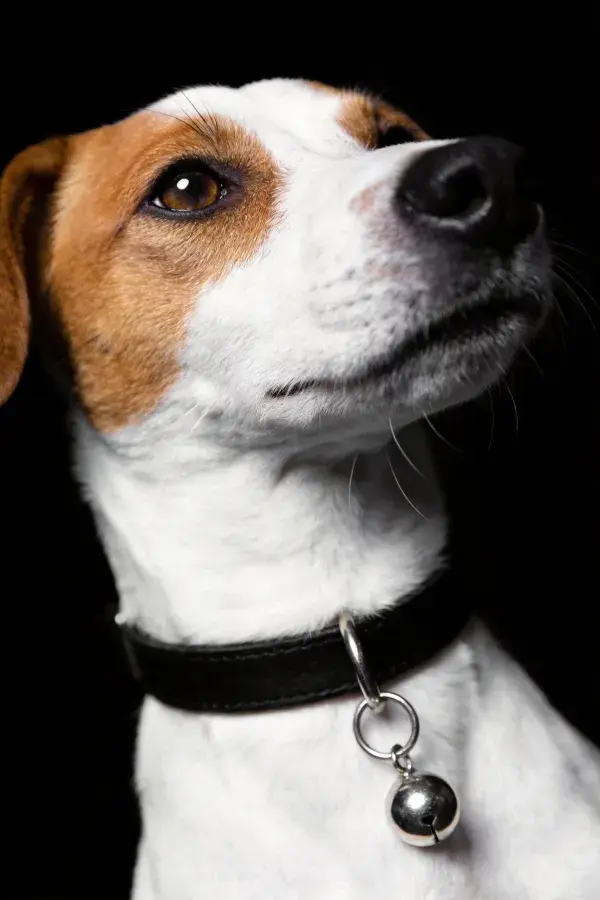 青褐白相间的小型杰克罗素梗犬特写画面