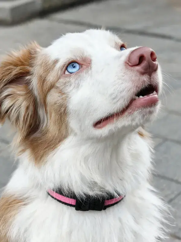 砖石地面上的边境牧羊犬