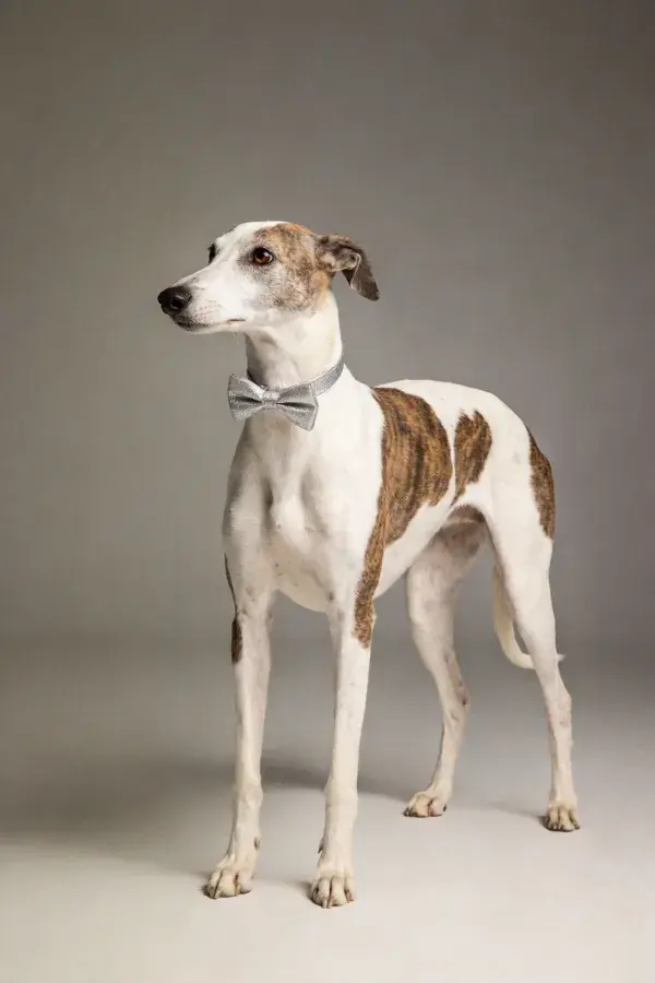 灵缇犬于简洁背景前展示姿态