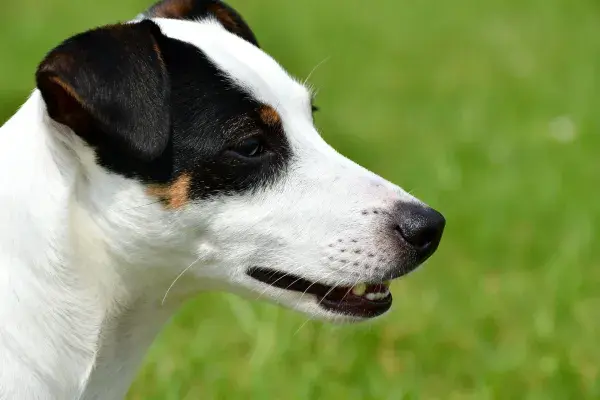 黑白相间杰克罗素梗犬的侧面特写
