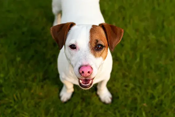 杰克罗素梗犬草地特写