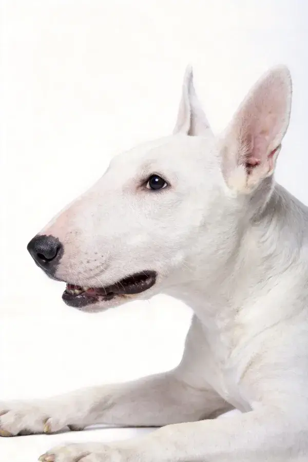 白英国牛头梗犬安静观察的场景