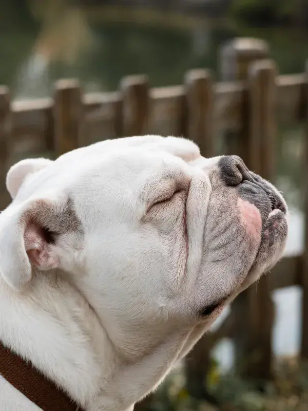 白色英国斗牛犬享受微风瞬间