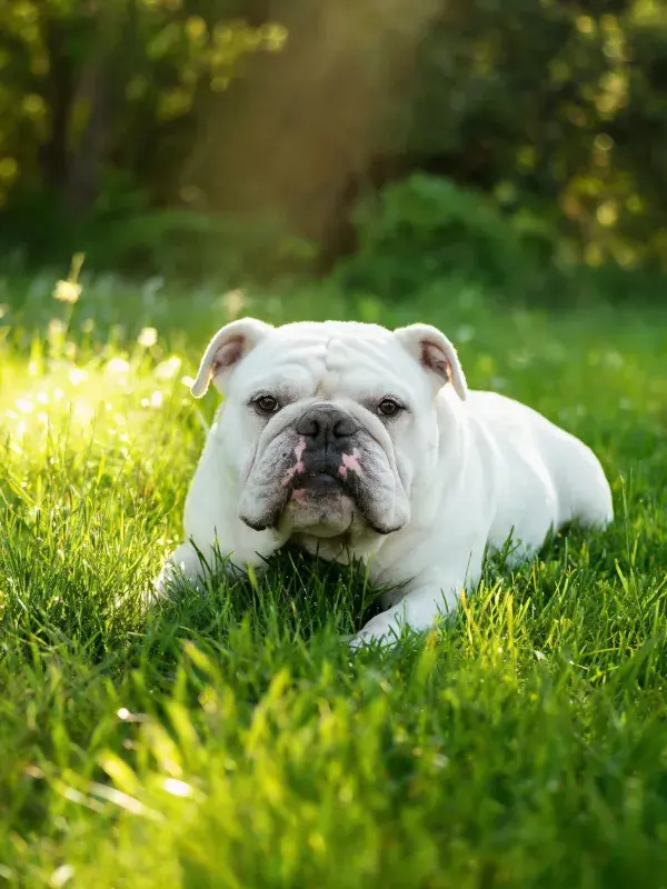 英国斗牛犬在绿草地上的休憩场景