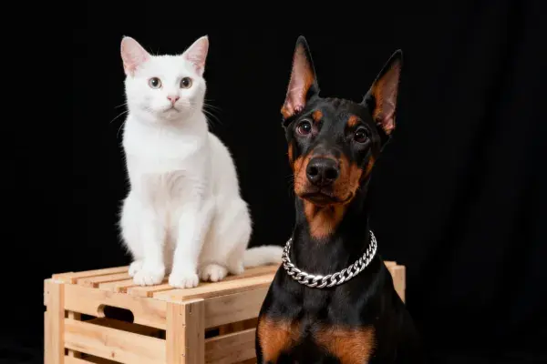 杜宾犬与白色猫咪在木箱旁