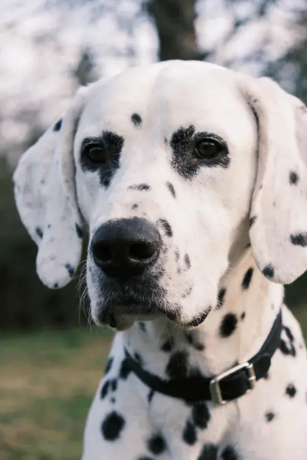 特写拍摄一只大麦町犬