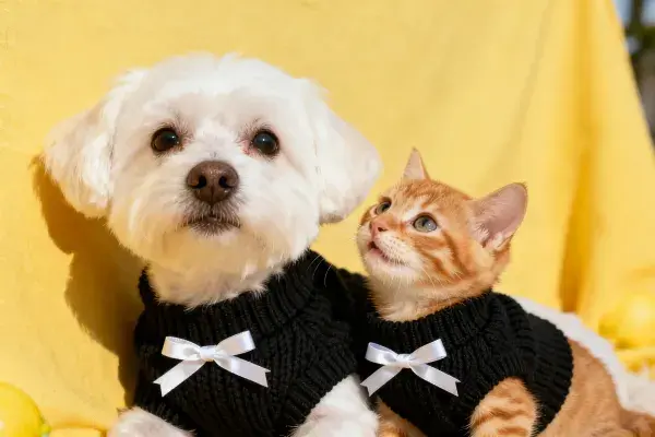 马尔济斯犬与橙色短毛家猫穿同款毛衣的场景