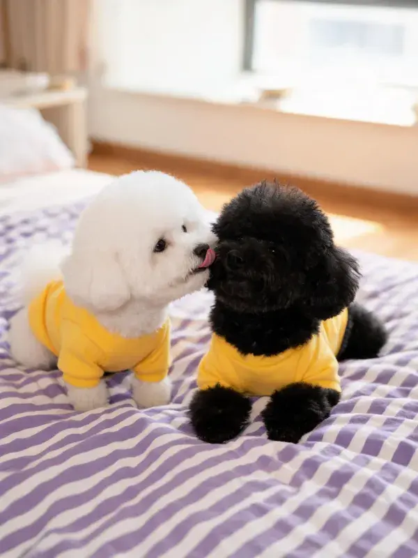 阳光下穿黄色衣物的比熊犬与贵宾犬互动场景