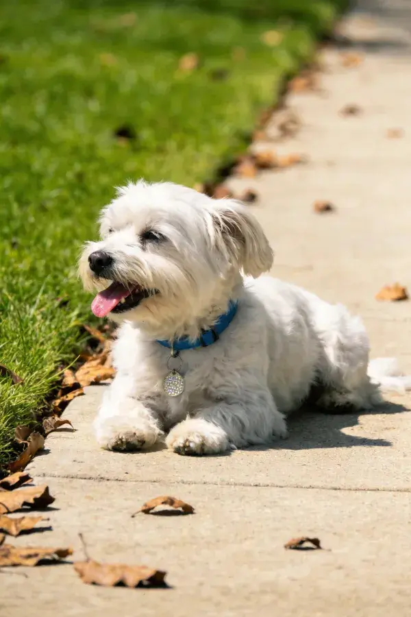 阳光下趴着的马尔济斯犬