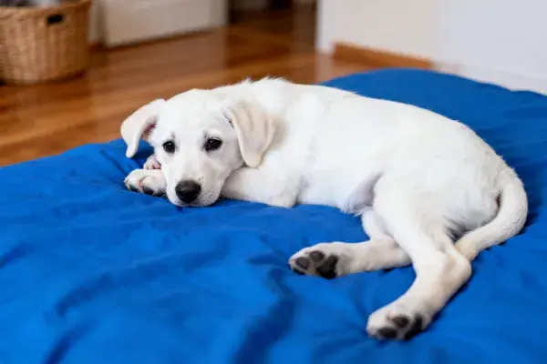 室内蓝色床上的白色拉布拉多幼犬